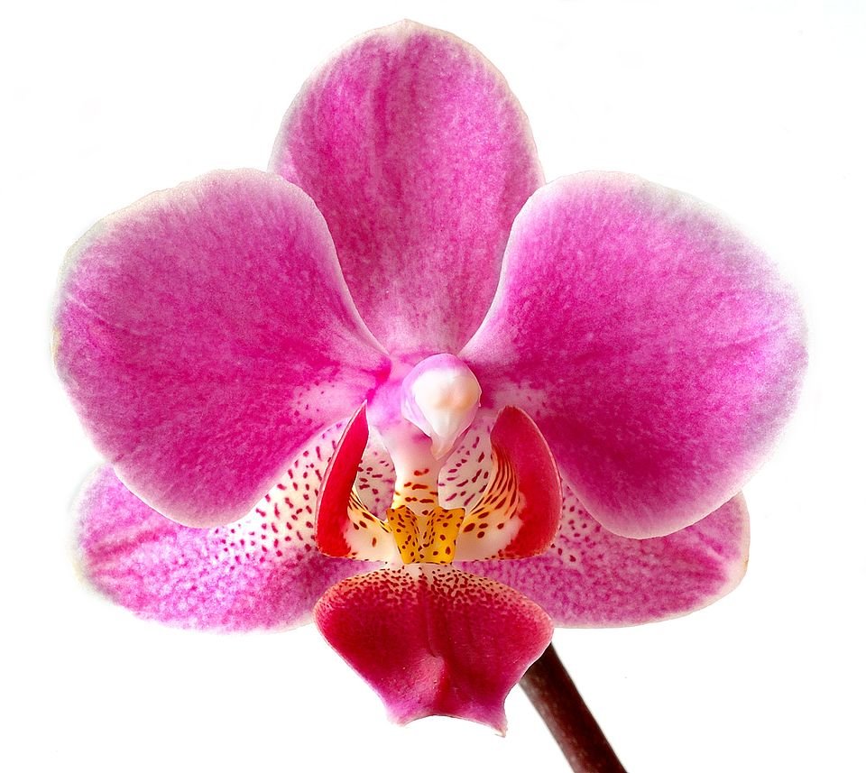 White Phalaenopsis orchid flower with purple and yellow accents.