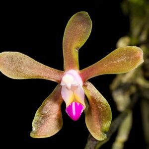 Phalaenopsis honghenensis orchidee met witte bloemen en groene bladeren tegen neutrale achtergrond.