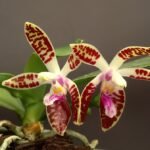 White Phalaenopsis corningiana orchid with light yellow accents against green leaves.