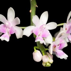 Phalaenopsis philippinensis orchidee in bloei met delicate witte bloemblaadjes en gele kern.