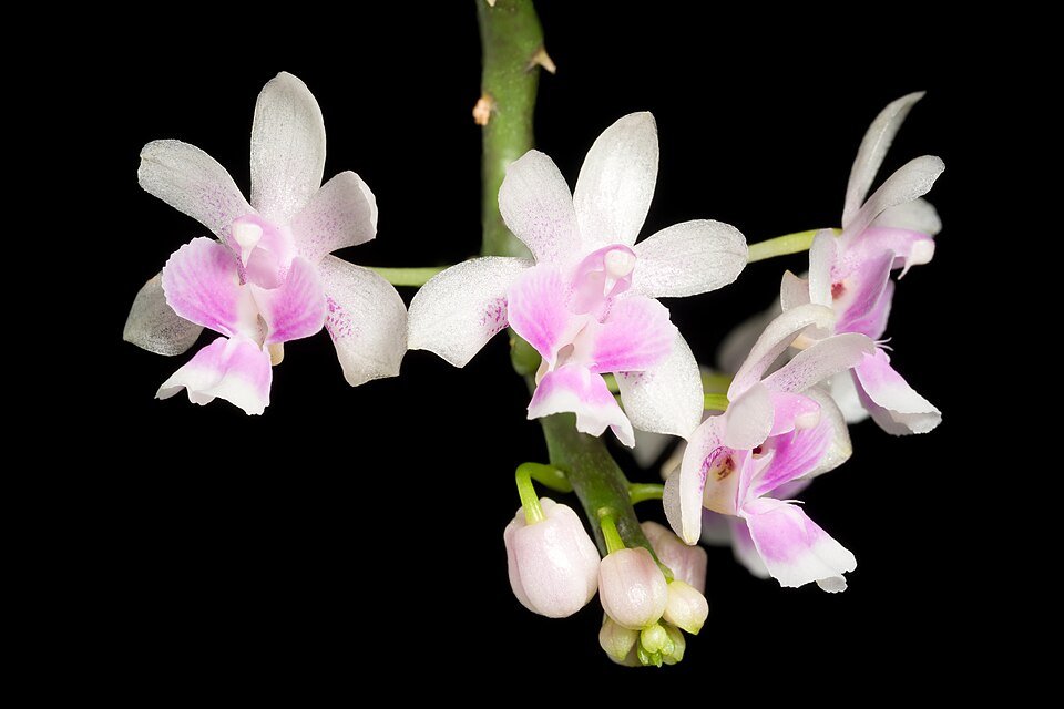 Phalaenopsis philippinensis orchidee in bloei met delicate witte bloemblaadjes en gele kern.