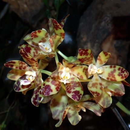 Witte Phalaenopsis doweryensis orchidee met paarse accenten.