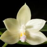 Prachtige Phalaenopsis floresensis orchidee bloem in bloei.