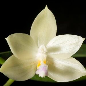 Prachtige Phalaenopsis floresensis orchidee bloem in bloei.