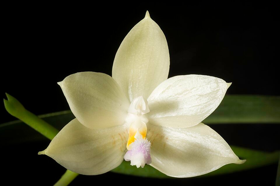 Prachtige Phalaenopsis floresensis orchidee bloem in bloei.