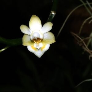 Phalaenopsis gibbosa orchidee met witte bloemen en groene bladeren.