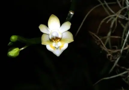 Phalaenopsis gibbosa orchidee met witte bloemen en groene bladeren.