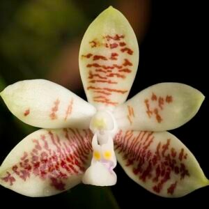 Phalaenopsis inscriptiosinensis orchidee bloem in volle bloei tegen groene achtergrond.