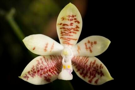 Phalaenopsis inscriptiosinensis orchidee bloem in volle bloei tegen groene achtergrond.