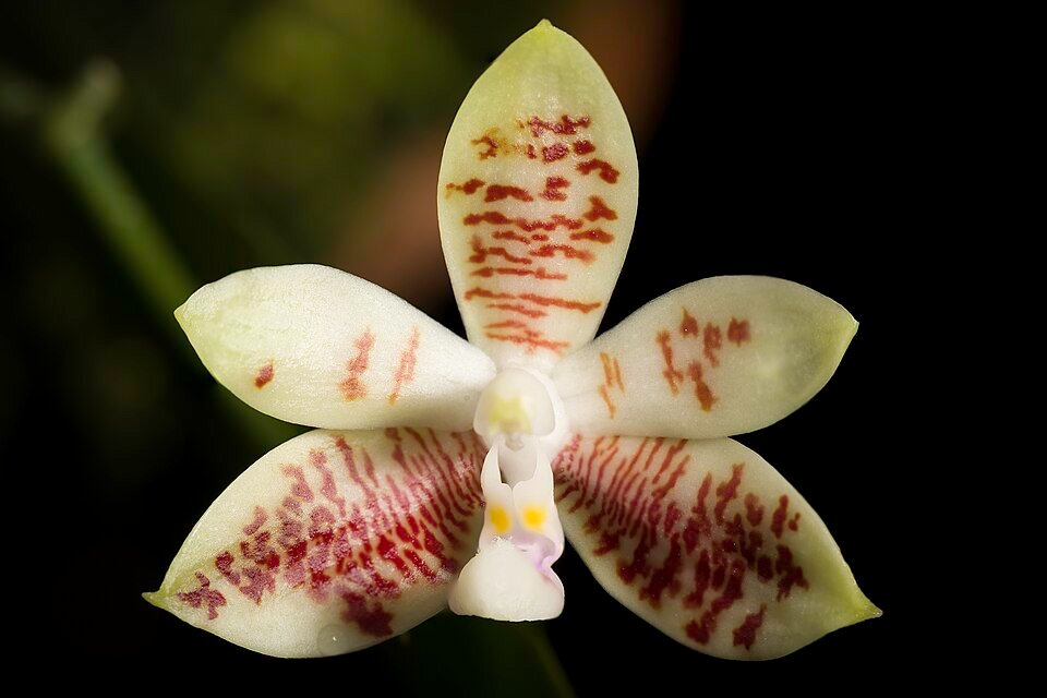 Phalaenopsis inscriptiosinensis orchidee bloem in volle bloei tegen groene achtergrond.