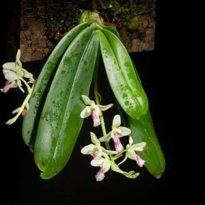 Witte Phalaenopsis japonica orchideeën in volle bloei.