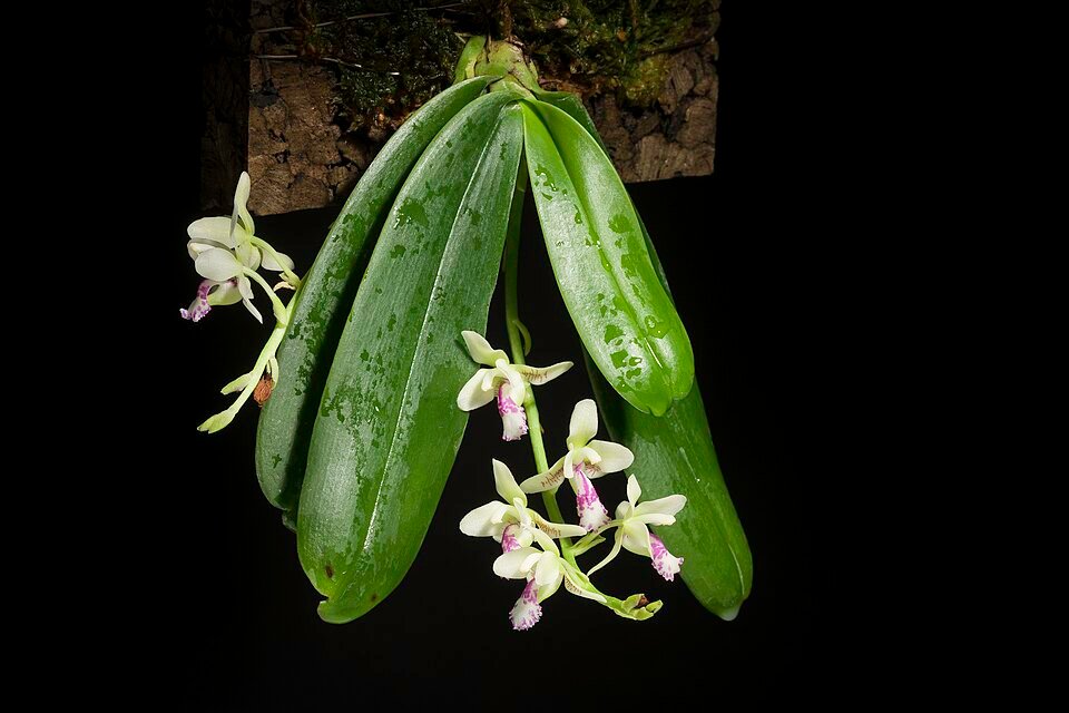 Witte Phalaenopsis japonica orchideeën in volle bloei.