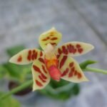 Phalaenopsis maculata orchidee met witte bloemen en gevlekte bladeren.