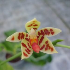 Phalaenopsis maculata orchidee met witte bloemen en gevlekte bladeren.