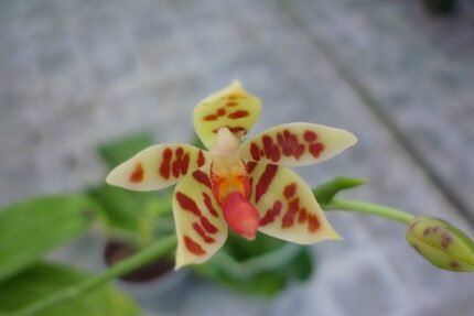 Phalaenopsis maculata orchidee met witte bloemen en gevlekte bladeren.