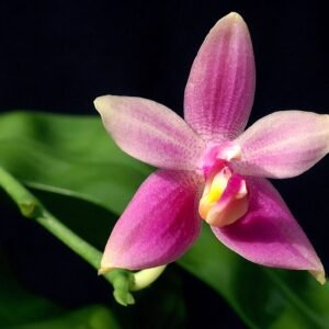 Phalaenopsis mentawaiensis orchidee met witte bloemen en groene bladeren.