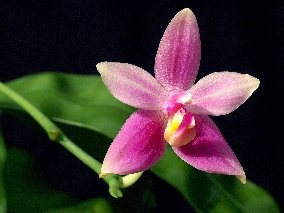 Phalaenopsis mentawaiensis orchidee met witte bloemen en groene bladeren.