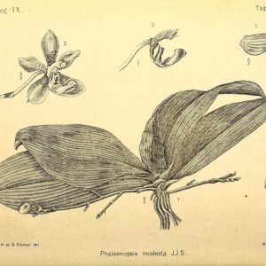 Witte Phalaenopsis modesta orchidee met groene bladeren in close-up.