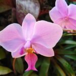 Zeldzame Phalaenopsis veitchiana orchidee met witte bloemen en groen blad.