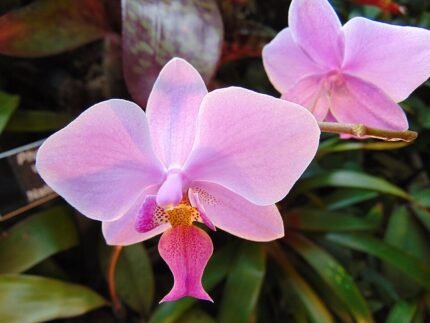 Zeldzame Phalaenopsis veitchiana orchidee met witte bloemen en groen blad.
