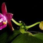 Witte Phalaenopsis gersenii orchidee met gele lip.