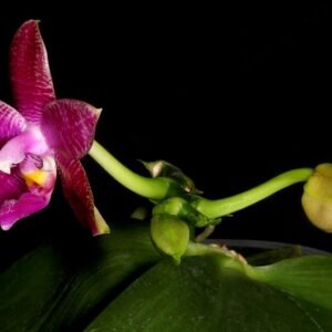 Witte Phalaenopsis gersenii orchidee met gele lip.