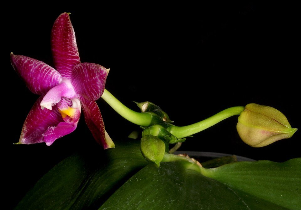 Witte Phalaenopsis gersenii orchidee met gele lip.