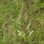 Rietgras plant met groene en crèmekleurige pluimen op natuurlijke achtergrond.