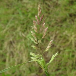 Rietgras plant met groene en crèmekleurige pluimen op natuurlijke achtergrond.