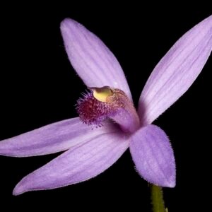 Pheladenia met paarse bloembladeren en groene bladeren op natuurlijke achtergrond.