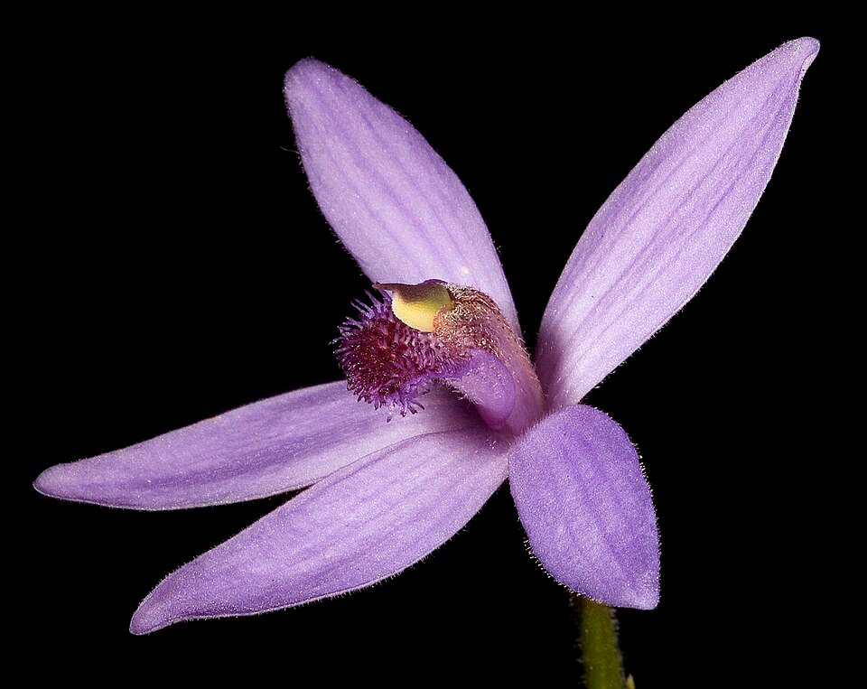 Pheladenia met paarse bloembladeren en groene bladeren op natuurlijke achtergrond.