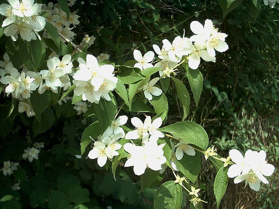 Witte bloemen van Boerenjasmijn struik in close-up.