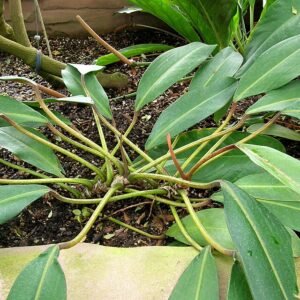 Philodendron callosum plant met groene bladeren en stam.