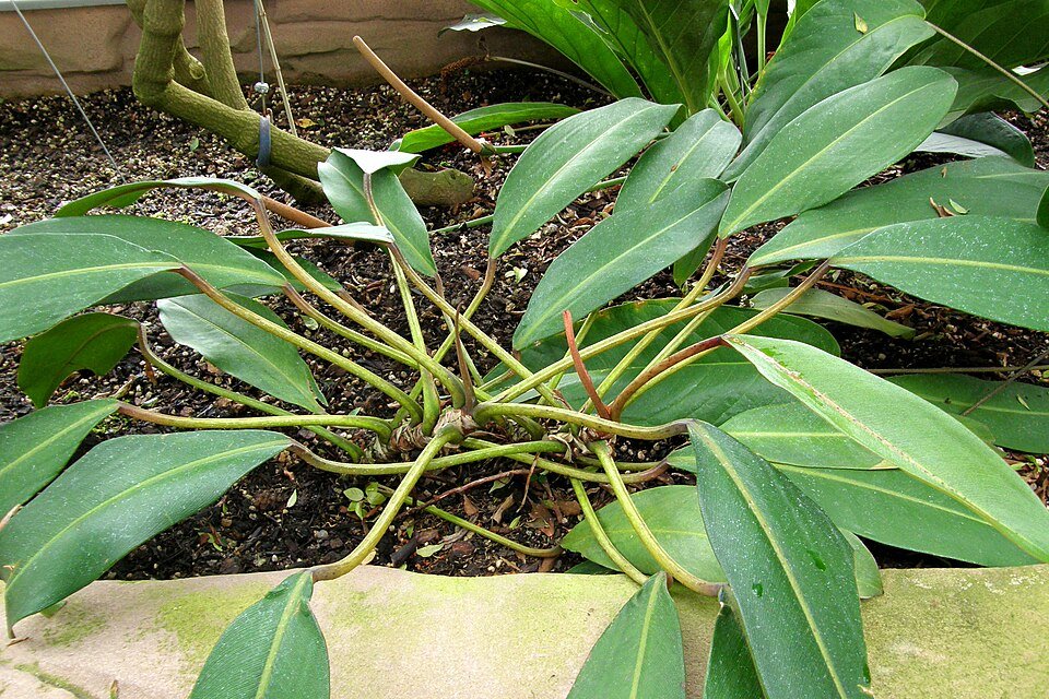Philodendron callosum plant met groene bladeren en stam.