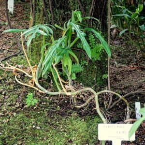Philodendron elegans plant in Shinjuku Gyo-en Greenhouse, Tokyo, Japan.