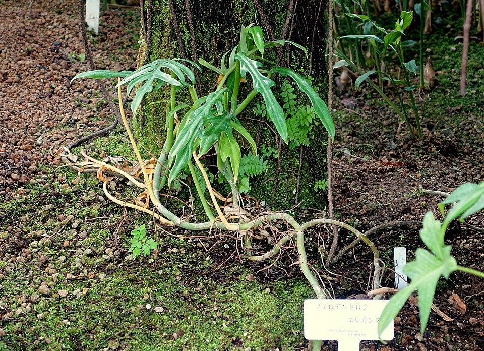 Philodendron elegans plant in Shinjuku Gyo-en Greenhouse, Tokyo, Japan.