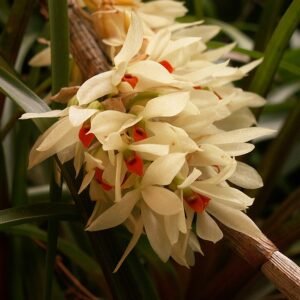 Dendrobium bracteosum orchidee bloeit in botanische serre.