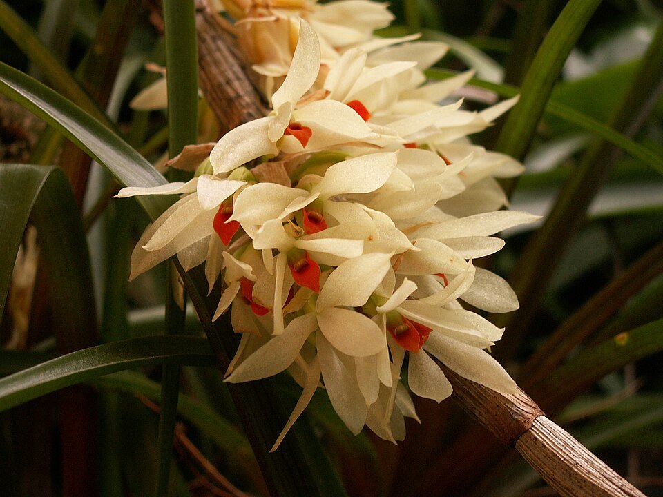 Dendrobium bracteosum orchidee bloeit in botanische serre.