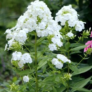 Phlox 'David' bloemen in witte kleur met groen blad.