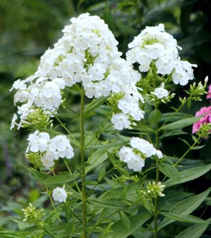 Phlox 'David' bloemen in witte kleur met groen blad.