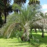 Phoenix atlantica boom met groen blad en rode bloemen in Rome's Botanische Tuin.