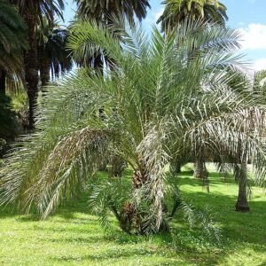 Phoenix atlantica boom met groen blad en rode bloemen in Rome's Botanische Tuin.