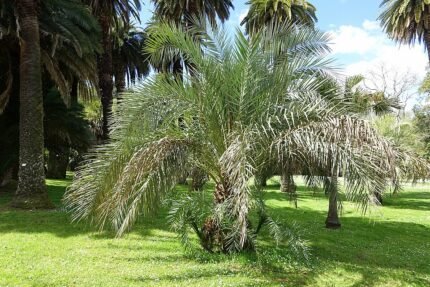 Phoenix atlantica boom met groen blad en rode bloemen in Rome's Botanische Tuin.