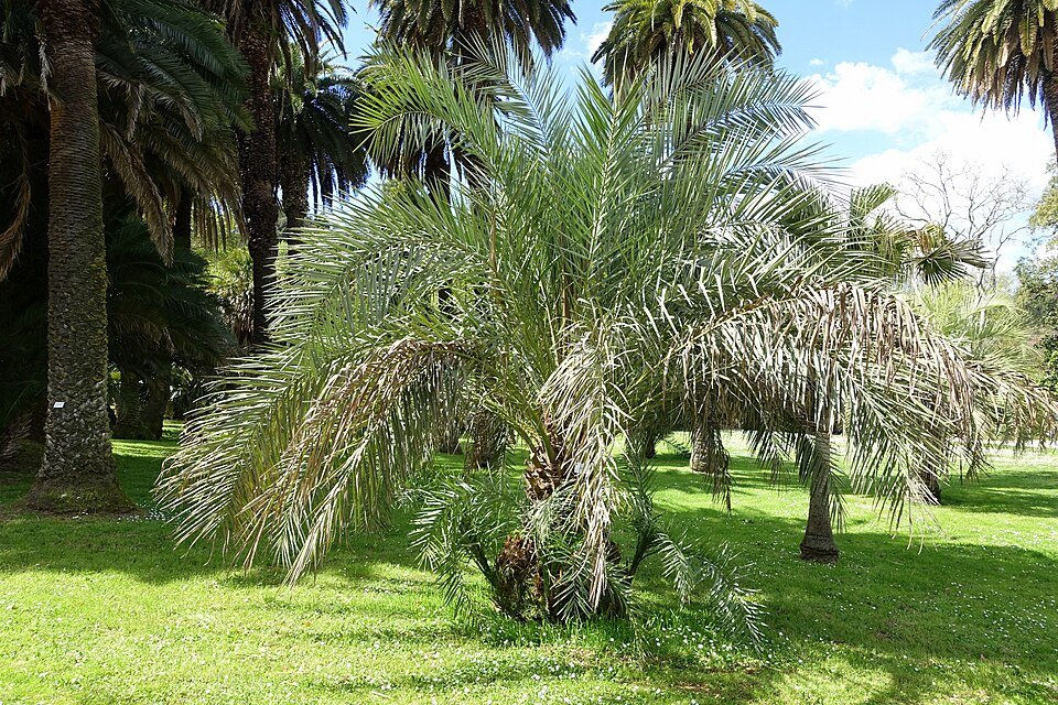 Phoenix atlantica boom met groen blad en rode bloemen in Rome's Botanische Tuin.