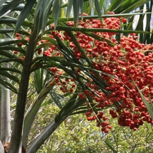 Dadelboom met zonlicht op achtergrond.