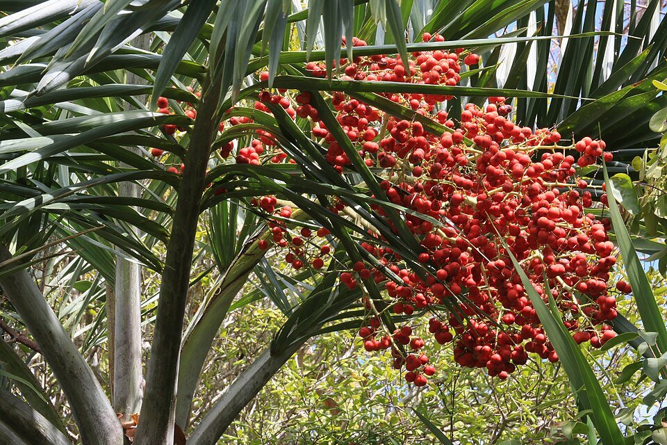Dadelboom met zonlicht op achtergrond.