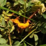 Roestige vlekken op groen blad van Phragmidium rosae-pimpinellifoliae.