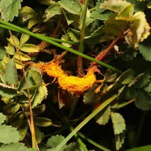 Roestige vlekken op groen blad van Phragmidium rosae-pimpinellifoliae.
