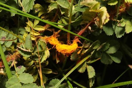 Roestige vlekken op groen blad van Phragmidium rosae-pimpinellifoliae.
