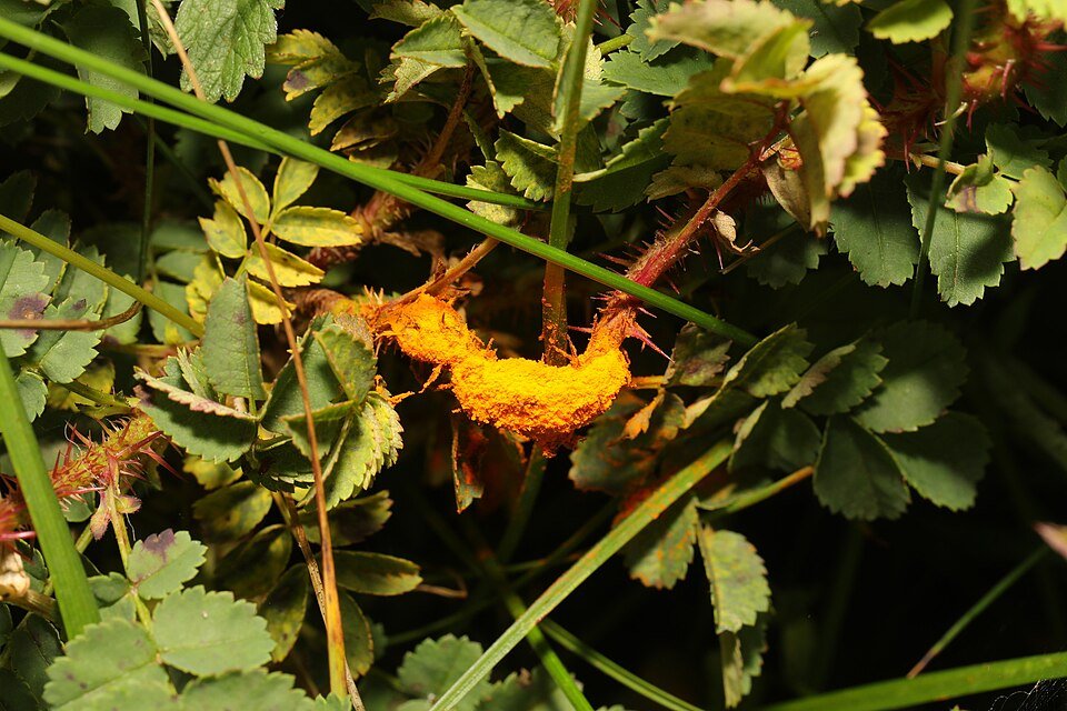 Roestige vlekken op groen blad van Phragmidium rosae-pimpinellifoliae.